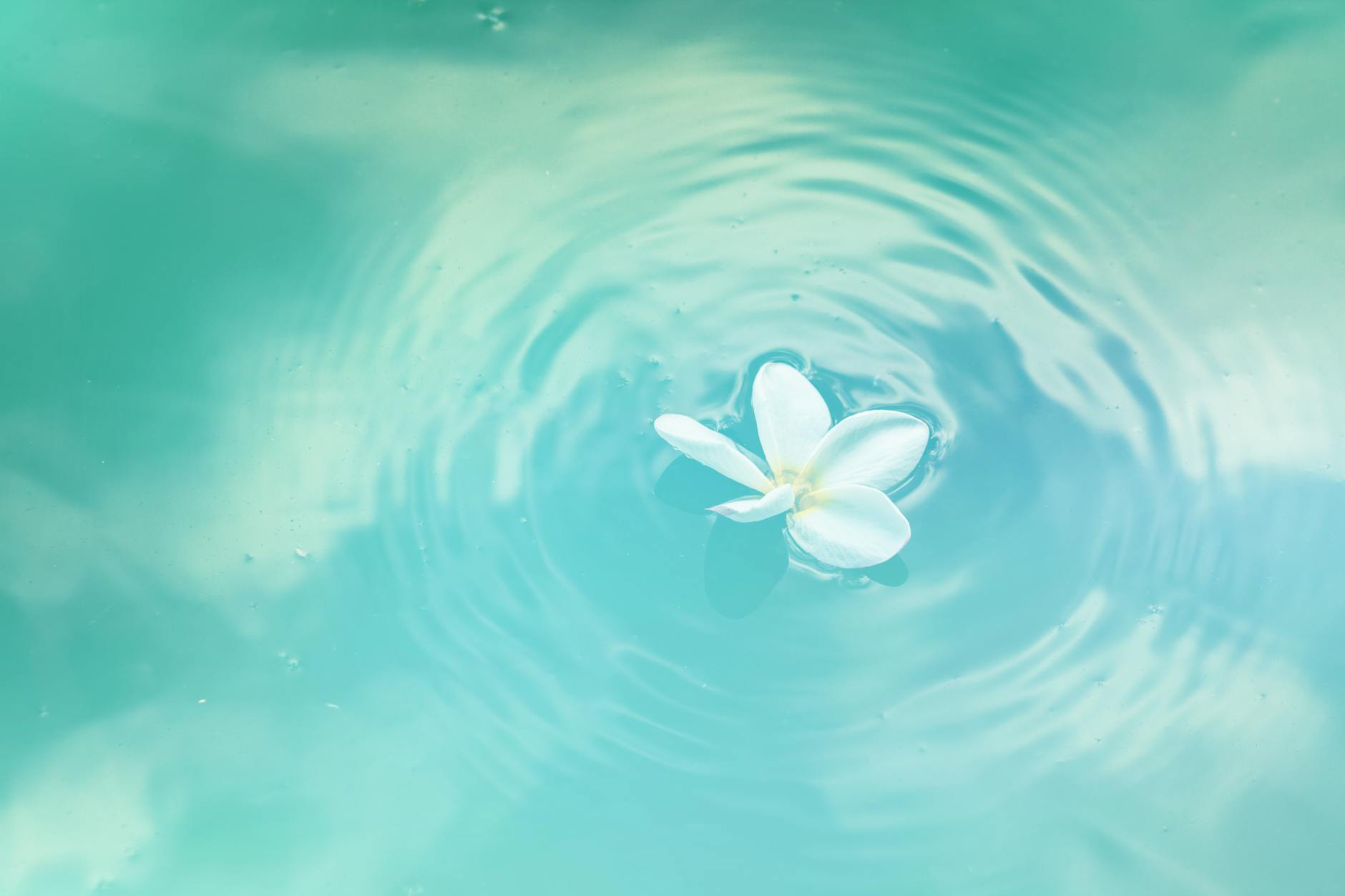 A delicate white flower floating on calm, rippling water, creating a peaceful and serene scene.